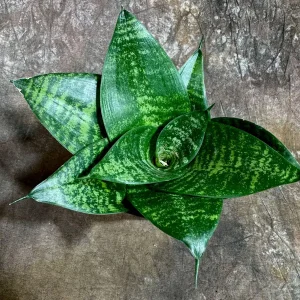 Sansevieria 'Forest Star' Snake Plant Live Plant – 4 inch Pot – Indoor Air Purifier - Image 4