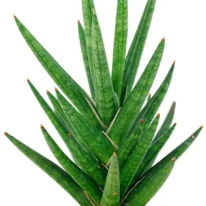 Sansevieria Francisii Snake Plant Live Plant – 2 inch Pot – Collector Series Indoor - Image 2