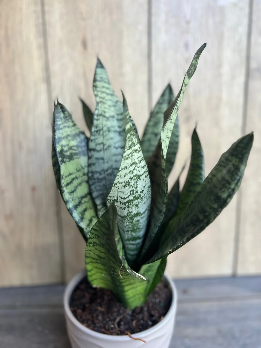 Sansevieria Futura Robusta Live Plant – 6 inch Pot – Indoor Snake Plant - Image 3