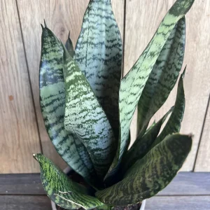 Sansevieria Futura Robusta Live Plant – 6 inch Pot – Indoor Snake Plant - Image 1