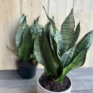 Sansevieria Futura Robusta Live Plant – 6 inch Pot – Indoor Snake Plant - Image 4