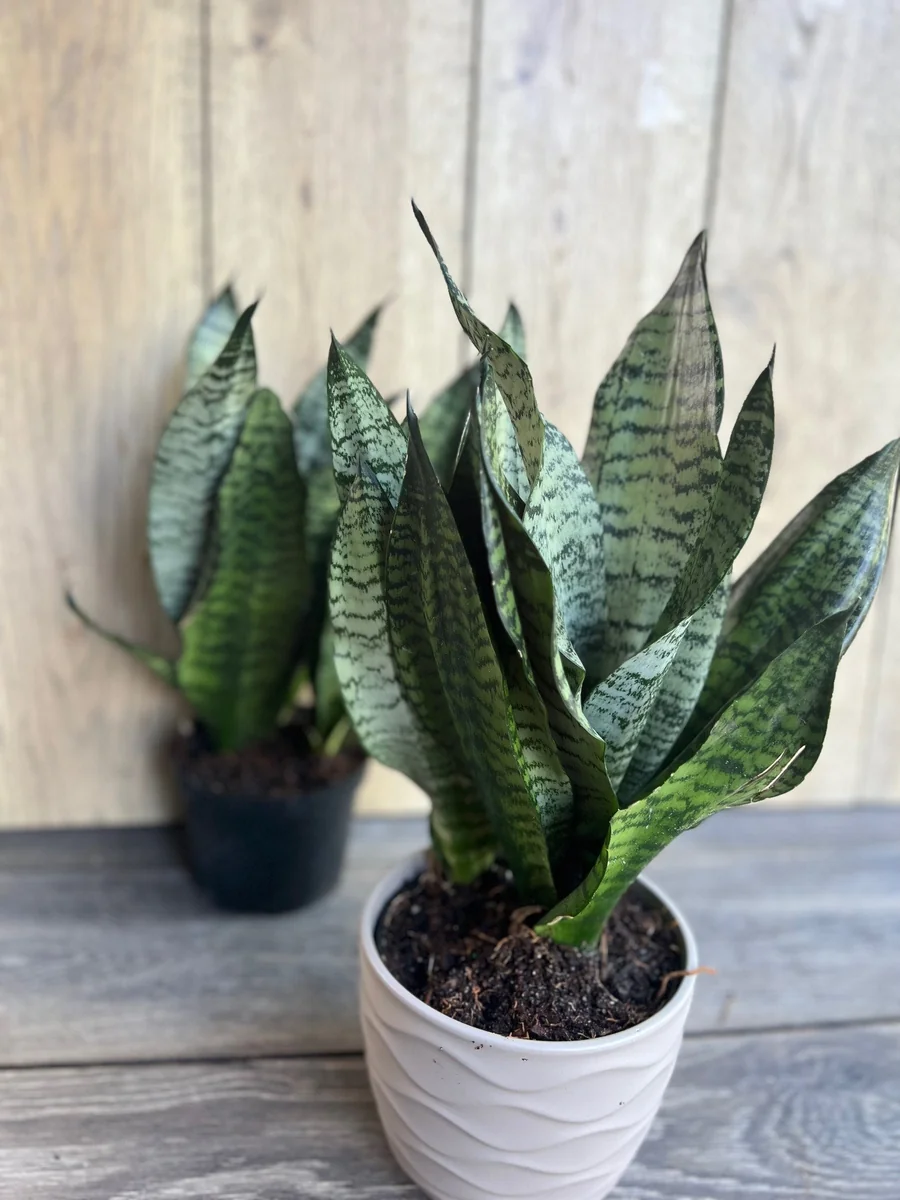 Sansevieria Futura Robusta Live Plant – 6 inch Pot – Indoor Snake Plant - Image 4