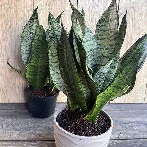 Sansevieria Futura Robusta Live Plant – 6 inch Pot – Indoor Snake Plant - Image 5