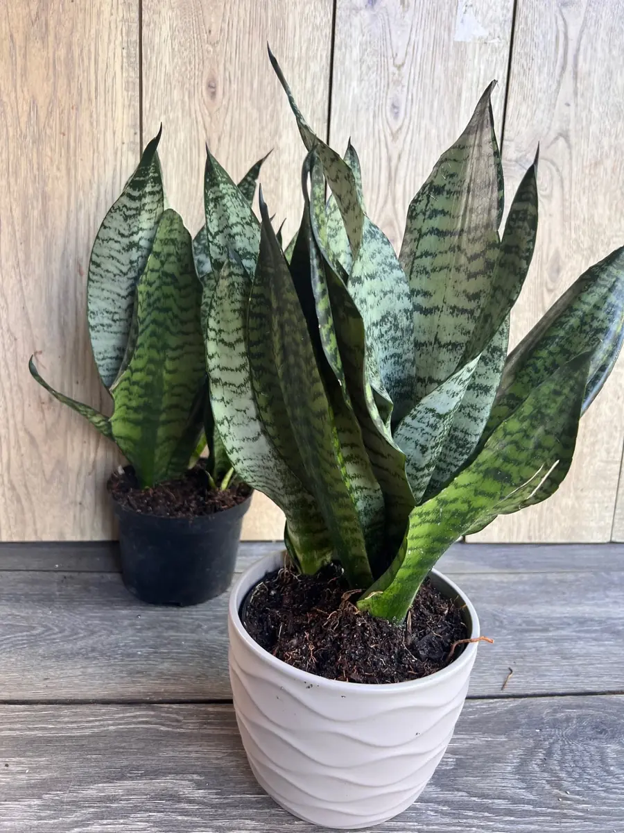 Sansevieria Futura Robusta Live Plant – 6 inch Pot – Indoor Snake Plant - Image 5