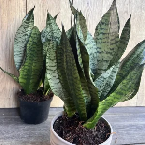 Sansevieria Futura Robusta Live Plant – 6 inch Pot – Indoor Snake Plant - Image 6
