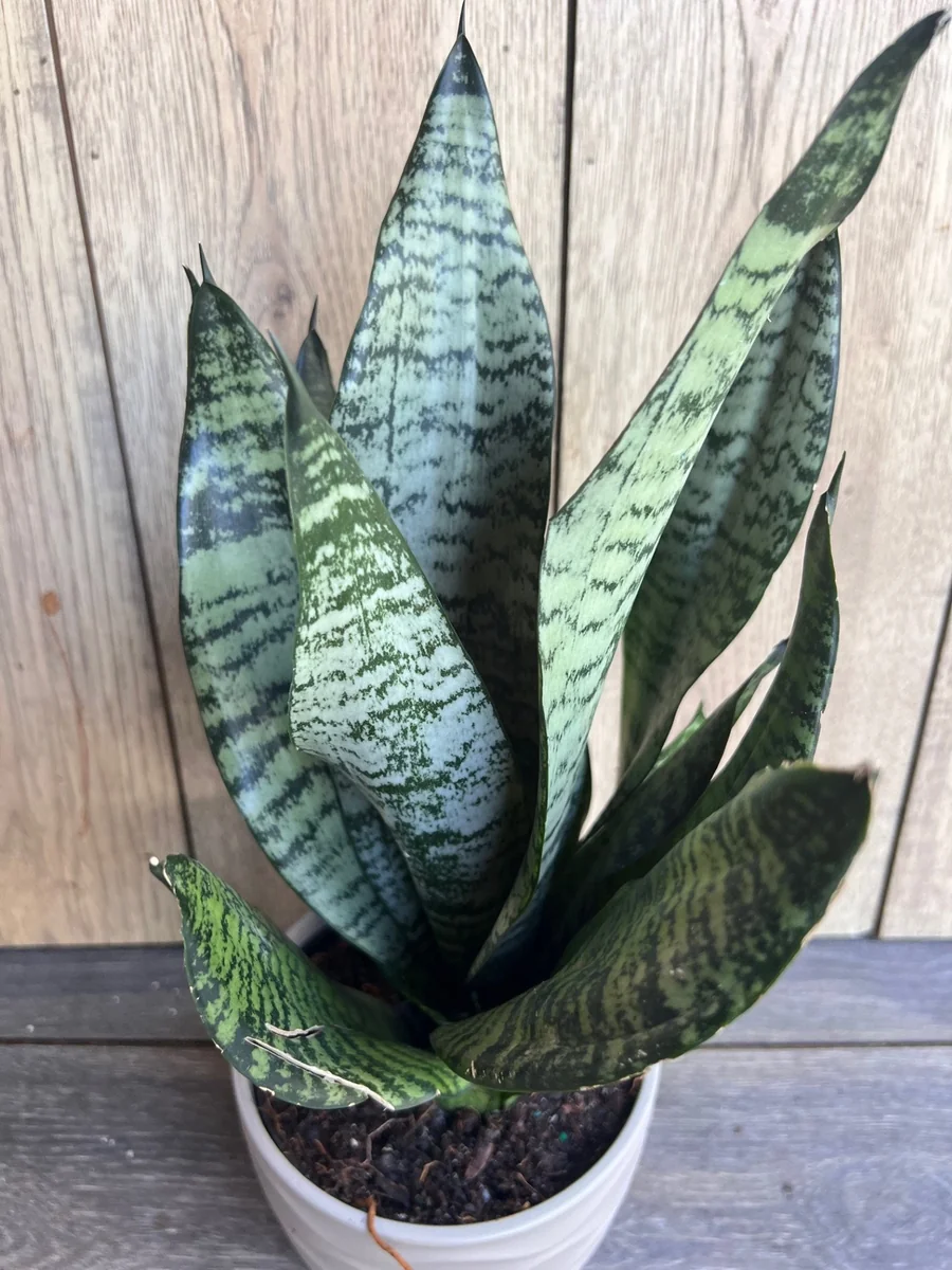 Sansevieria Futura Robusta Live Plant – 6 inch Pot – Indoor Snake Plant - Image 1