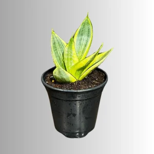 Sansevieria Gold Star Live Plant - Mini Snake Plant in 4 inch Pot - Air Purifying - Image 3