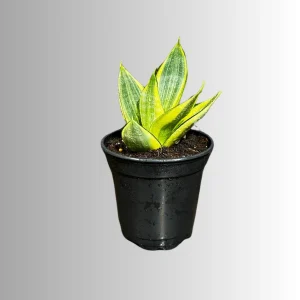 Sansevieria Gold Star Live Plant - Mini Snake Plant in 4 inch Pot - Air Purifying - Image 7