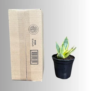 Sansevieria Gold Star Live Plant - Mini Snake Plant in 4 inch Pot - Air Purifying - Image 9