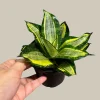 Sansevieria Gold Star Snake Plant - Live Houseplant - 3 inch Pot - Air Purifying Indoor Plant - Image 1
