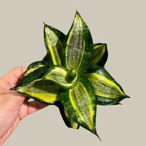 Sansevieria Gold Star Snake Plant - Live Houseplant - 3 inch Pot - Air Purifying Indoor Plant - Image 6