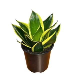 Sansevieria Hahnii Live Plant – Bird's Nest Snake Plant – 4" Pot – Indoor - Image 1