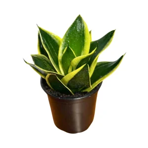 Sansevieria Hahnii Live Plant – Bird's Nest Snake Plant – 4