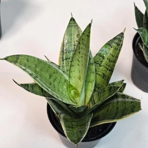 Sansevieria Hahnii Silver Star Live Plant - Bird's Nest Snake Plant - 4 inch Pot - Indoor - Image 5