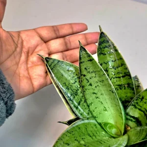 Sansevieria Hahnii Silver Star Live Plant - Bird's Nest Snake Plant - 4 inch Pot - Indoor - Image 6