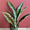 Sansevieria Jaboa King Jaboa Snake Plant Live, 6 inch Pot, Dracaena, Indoor - Image 1