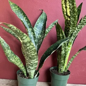 Sansevieria Jaboa King Jaboa Snake Plant Live, 6 inch Pot, Dracaena, Indoor - Image 3
