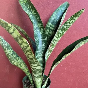 Sansevieria Jaboa King Jaboa Snake Plant Live, 6 inch Pot, Dracaena, Indoor - Image 5