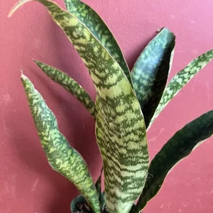Sansevieria Jaboa King Jaboa Snake Plant Live, 6 inch Pot, Dracaena, Indoor - Image 6