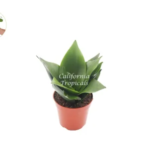 Sansevieria Jade Star Live Plant – 4 inch Pot – Indoor Snake Plant - Image 1