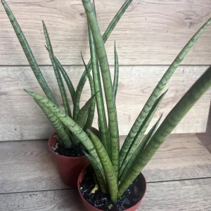 Sansevieria Javancia Live Plant 4 inch Pot - Indoor Snake Plant - Image 5