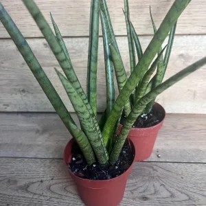 Sansevieria Javancia Live Plant 4 inch Pot - Indoor Snake Plant - Image 6