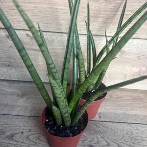 Sansevieria Javancia Live Plant 4 inch Pot - Indoor Snake Plant - Image 8