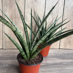 Sansevieria Javancia Live Plant - 6 inch Pot - Snake Plant Indoor - Image 3