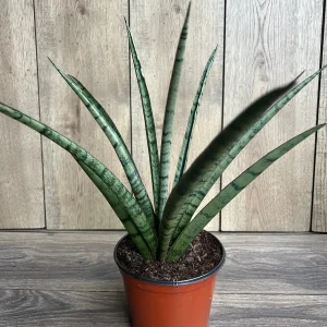Sansevieria Javancia Live Plant - 6 inch Pot - Snake Plant Indoor - Image 1