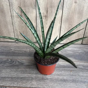 Sansevieria Javancia Live Plant - 6 inch Pot - Snake Plant Indoor - Image 5