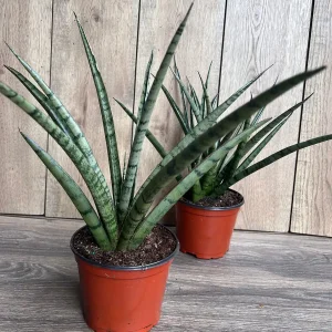 Sansevieria Javancia Live Plant - 6 inch Pot - Snake Plant Indoor - Image 6