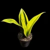 Sansevieria La Rubia Snake Plant - Live Houseplant - Gold Color - Air Purifying - Image 1