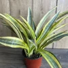 Sansevieria Lauren Snake Plant – Live Plant – 6 inch Pot – Indoor Air Purifier - Image 1