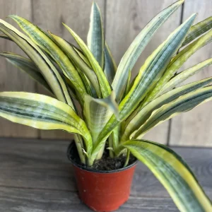 Sansevieria Lauren Snake Plant – Live Plant – 6 inch Pot – Indoor Air Purifier - Image 2
