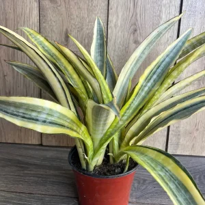 Sansevieria Lauren Snake Plant – Live Plant – 6 inch Pot – Indoor Air Purifier - Image 4