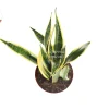 Sansevieria Laurentii - 8 inch Snake Plant Live Plant - Indoor - Image 1