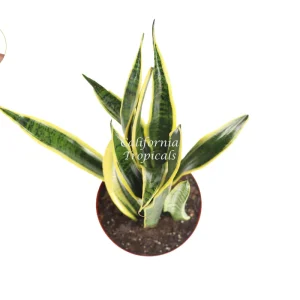 Sansevieria Laurentii - 8 inch Snake Plant Live Plant - Indoor - Image 1