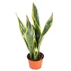 Sansevieria Laurentii Live Plant – 6 inch Pot – Indoor Snake Plant - Image 1