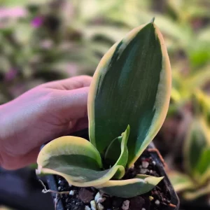 Sansevieria Laurentii Live Plant – Snake Plant – 2 inch Nursery Pot – Indoor Houseplant - Image 2