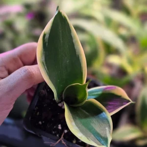 Sansevieria Laurentii Live Plant – Snake Plant – 2 inch Nursery Pot – Indoor Houseplant - Image 3