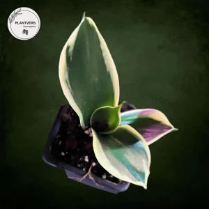 Sansevieria Laurentii Live Plant – Snake Plant – 2 inch Nursery Pot – Indoor Houseplant - Image 1