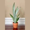 Sansevieria Masoniana Moonshine Snake Plant Live Plant – 3 inch Nursery Pot – Air Purifying Indoor Houseplant - Image 1