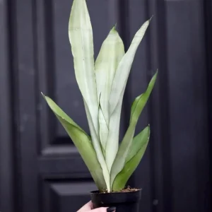 Sansevieria Masoniana Moonshine Snake Plant Live Plant – 3 inch Nursery Pot – Air Purifying Indoor Houseplant - Image 2