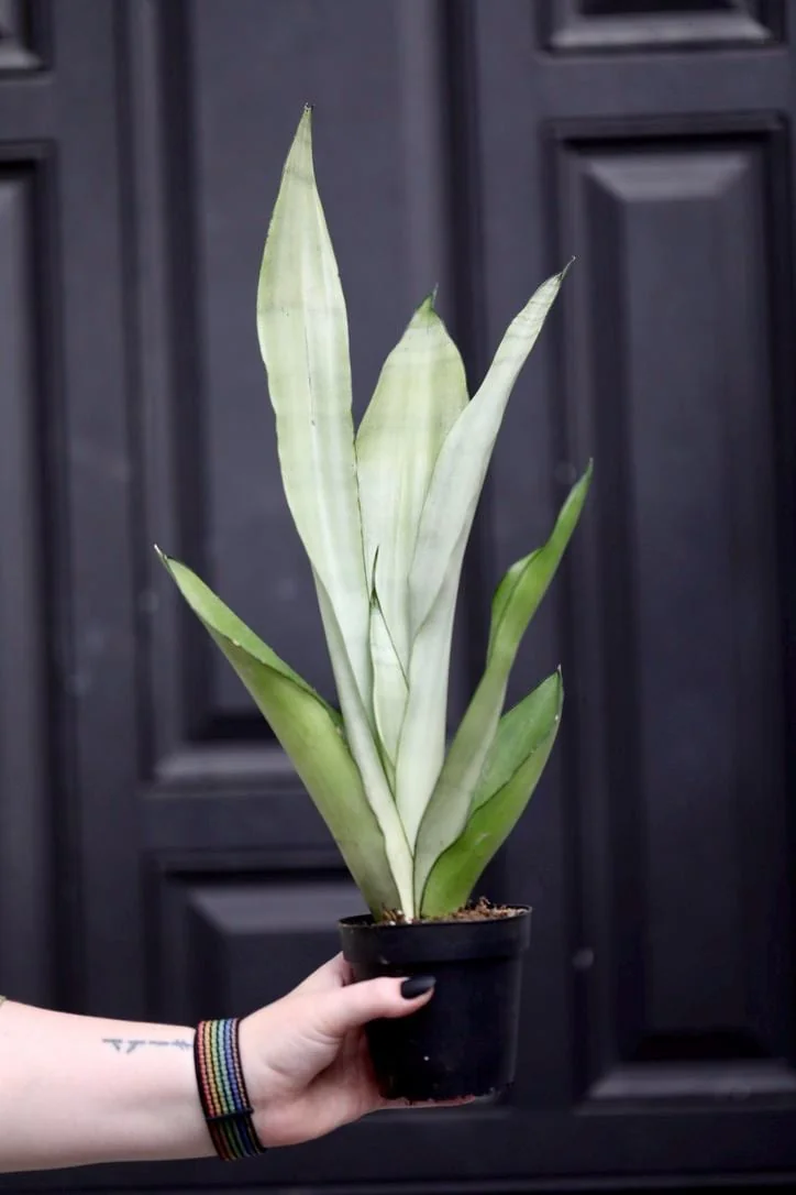 Sansevieria Masoniana Moonshine Snake Plant Live Plant – 3 inch Nursery Pot – Air Purifying Indoor Houseplant - Image 2