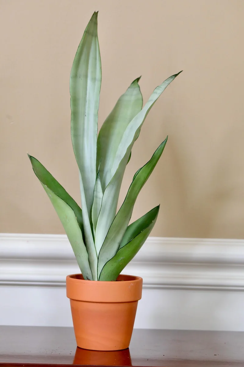 Sansevieria Masoniana Moonshine Snake Plant Live Plant – 3 inch Nursery Pot – Air Purifying Indoor Houseplant - Image 3