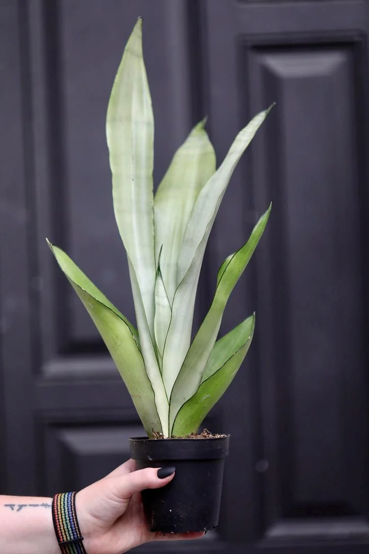 Sansevieria Masoniana Moonshine Snake Plant Live Plant – 3 inch Nursery Pot – Air Purifying Indoor Houseplant - Image 4