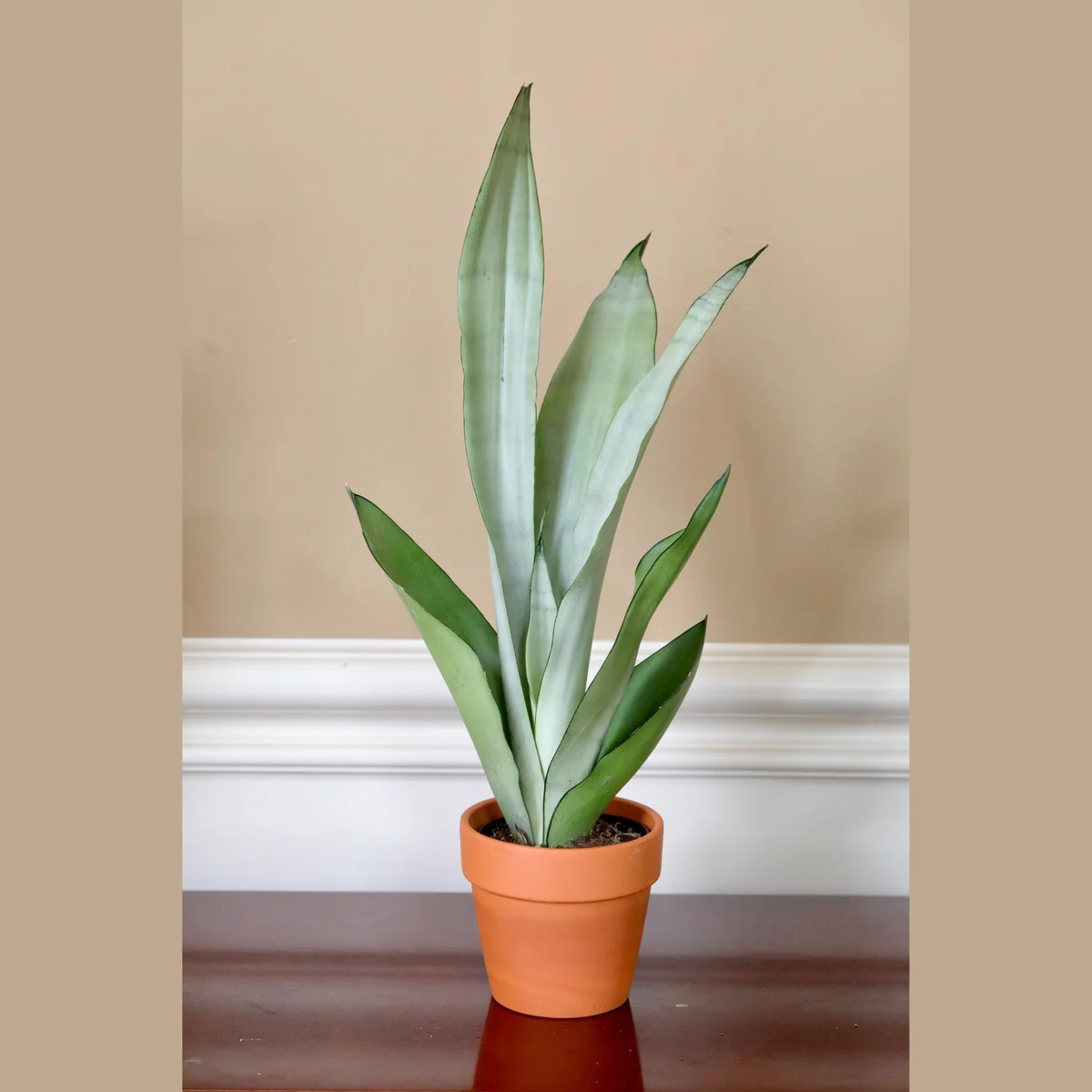Sansevieria Masoniana Moonshine Snake Plant Live Plant – 3 inch Nursery Pot – Air Purifying Indoor Houseplant - Image 1
