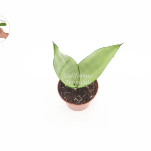 Sansevieria Moonshine Live Plant – 2 inch Pot – Indoor Snake Plant - Image 2