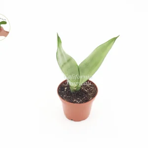 Sansevieria Moonshine Live Plant – 2 inch Pot – Indoor Snake Plant - Image 1