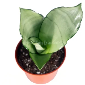 Sansevieria Moonshine Live Plant – 4 inch Pot – Indoor Snake Plant - Image 2